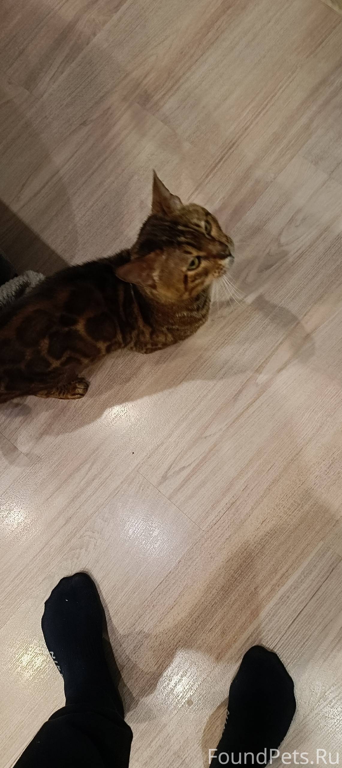 Найден кот на 4-пятилетки - Ка...