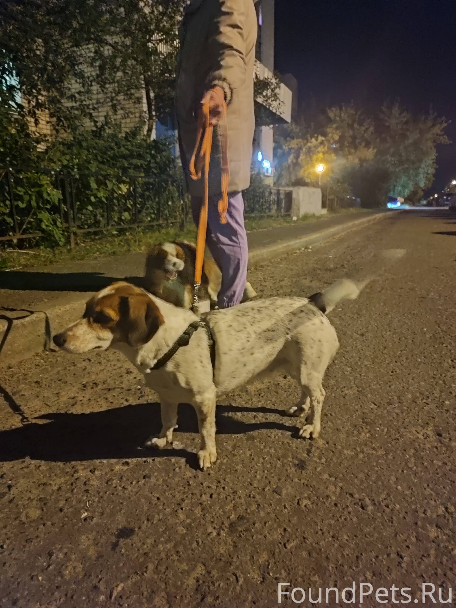Найдена собака!!! Может кто зн...