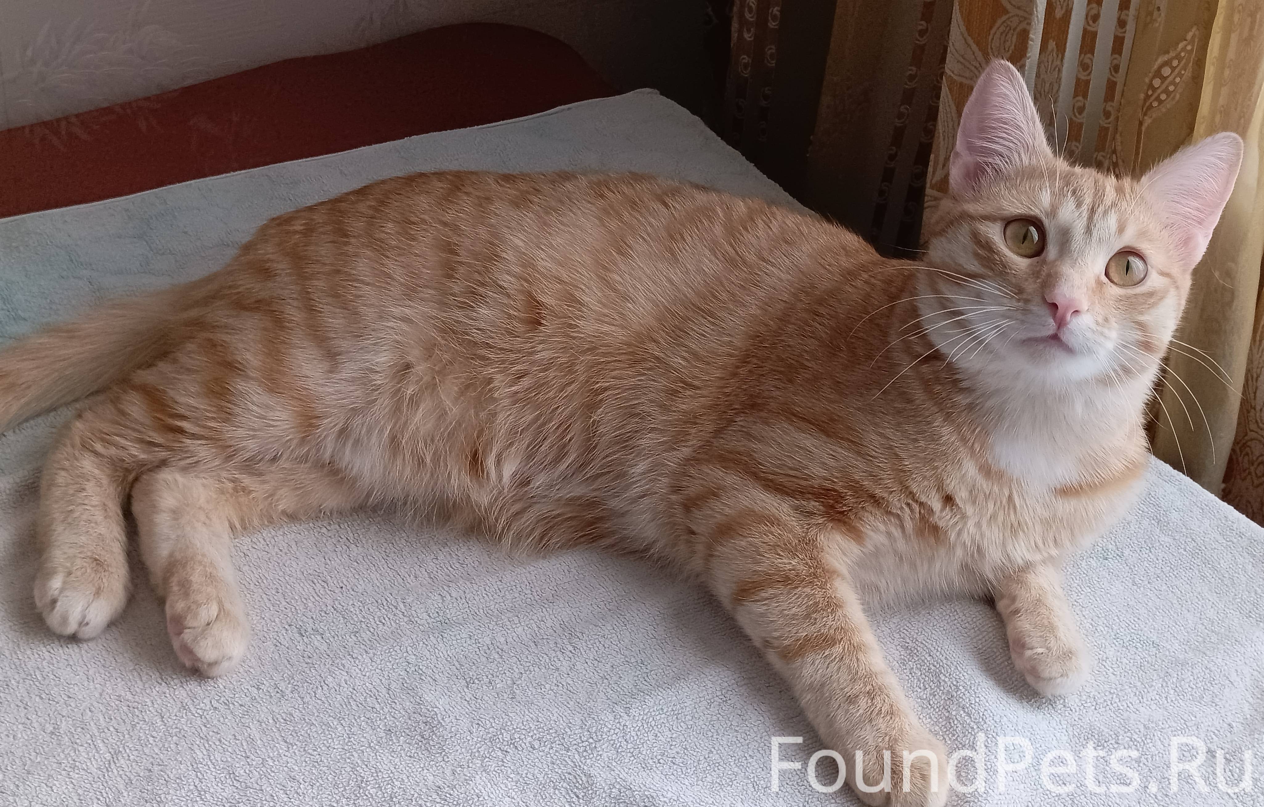 Пропал рыжий кот Новочебоксарск