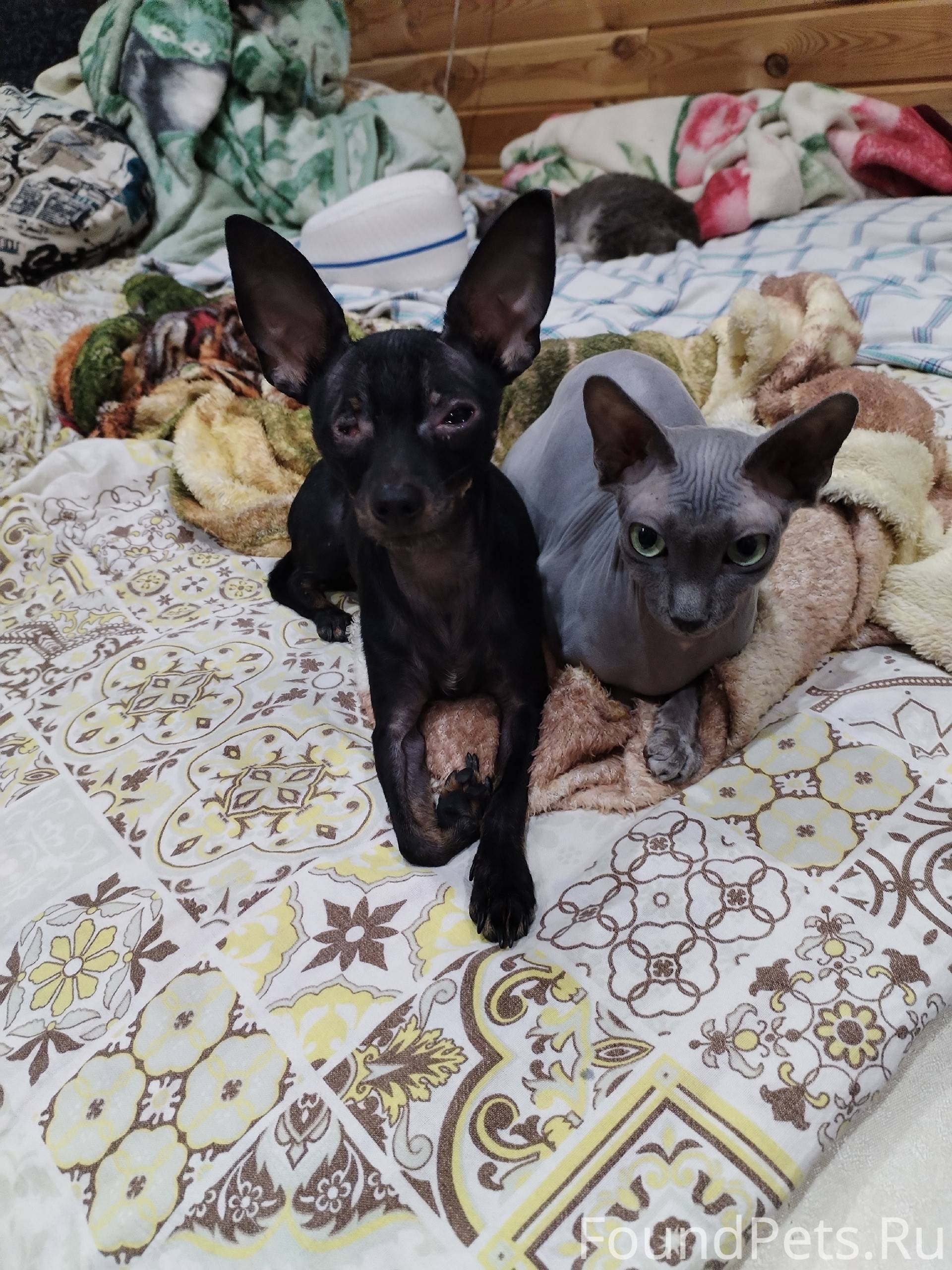 Пропала кошка породы сфинкс по...