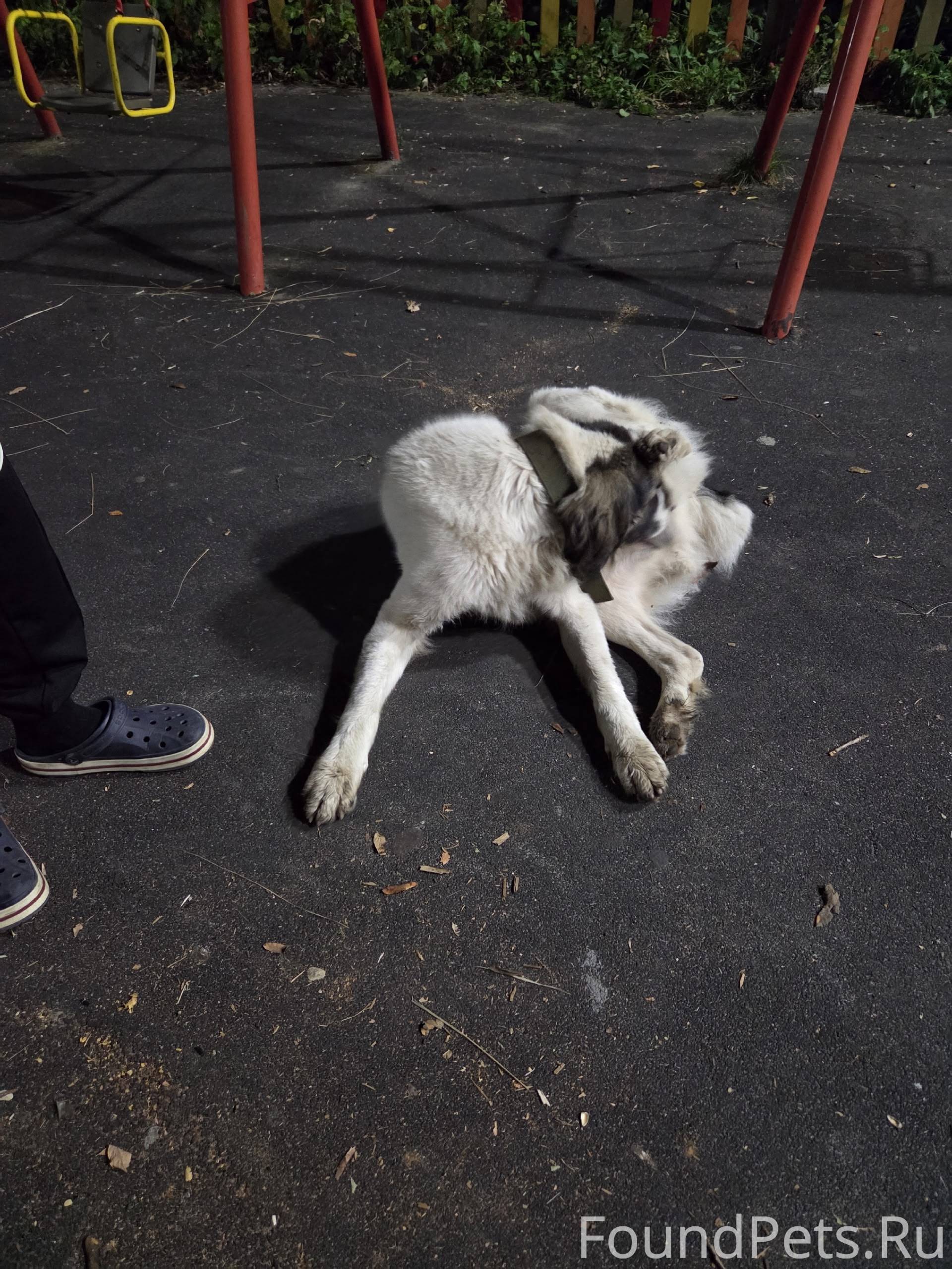 Бегает собака около 51 дома, с...