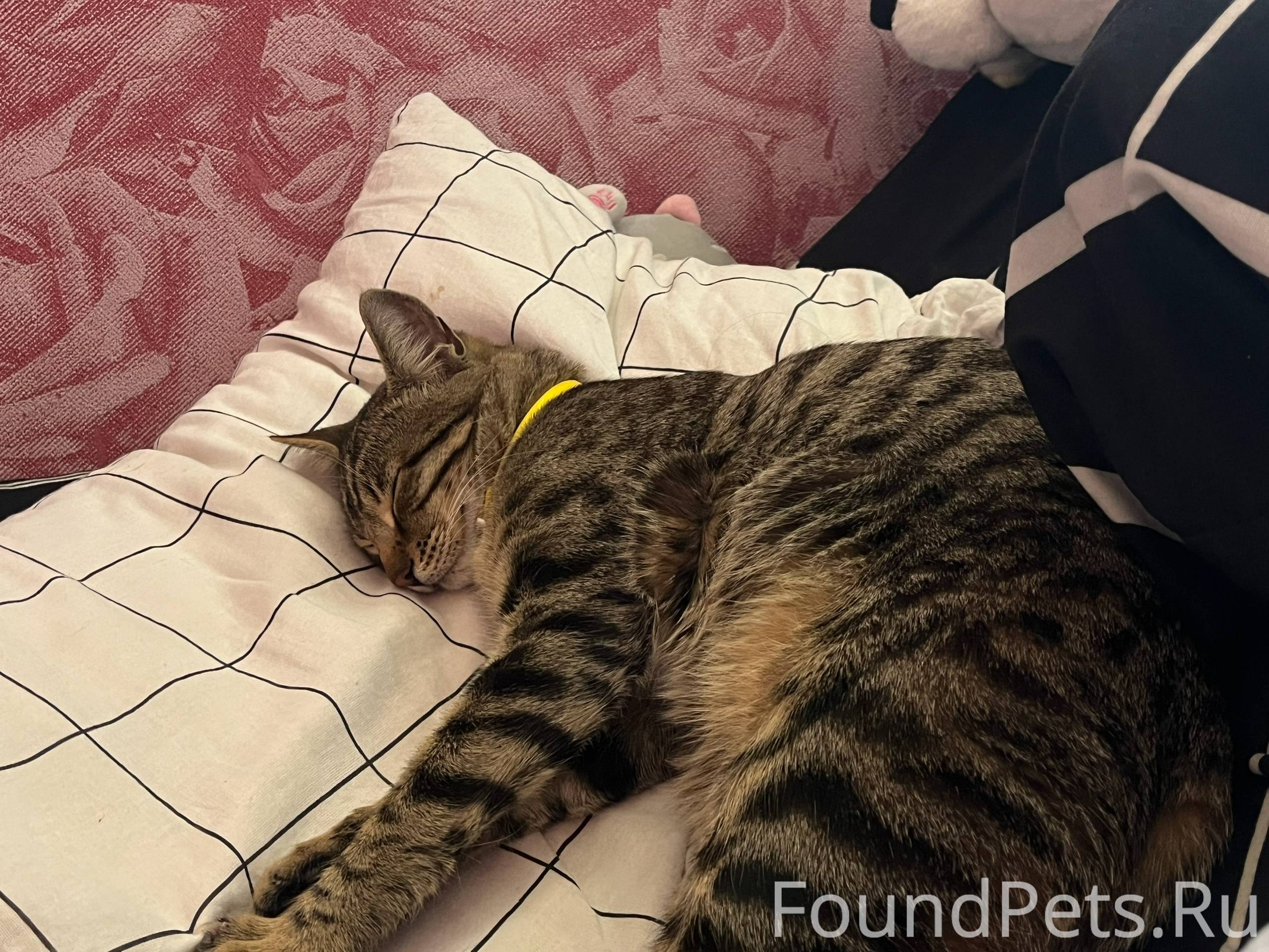 Пропал кот зовут Марсель , кто...