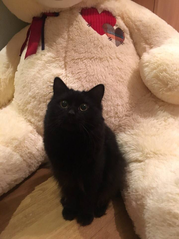 Объявление. Пропал кот