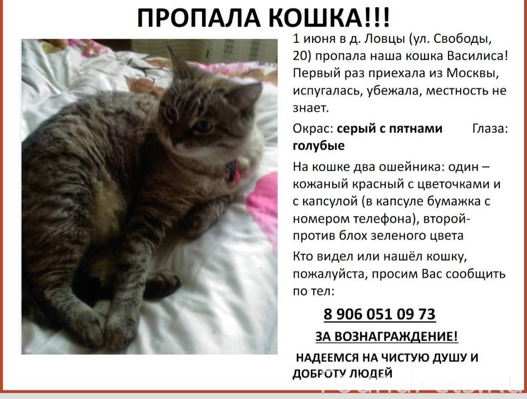 Потеряли кота. Пропала кошка. Пропала кошка объявления. Потерялась кошка. Пропала кошечка.