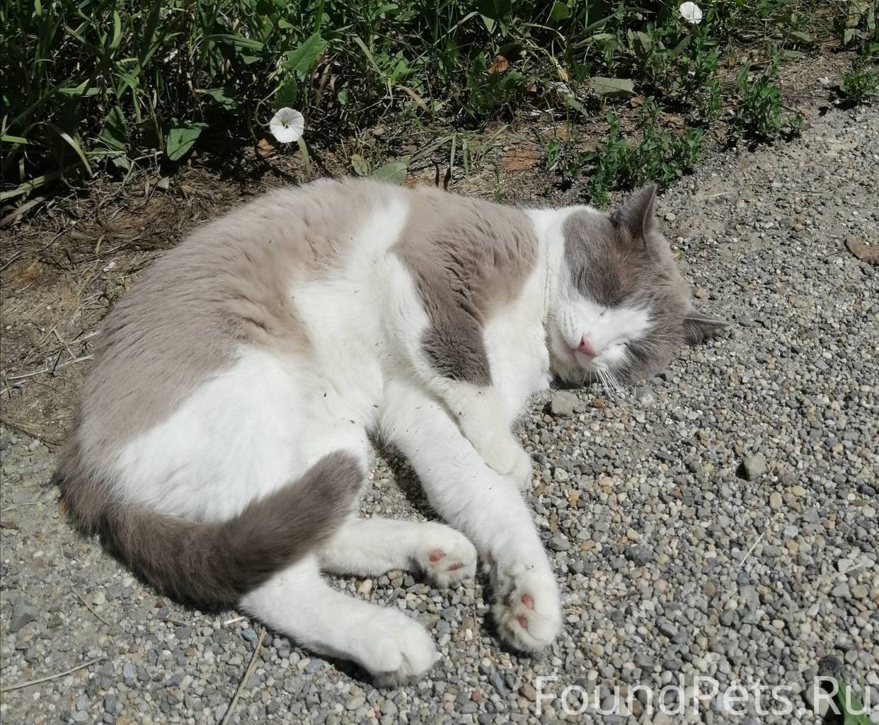 Котопес в камышине собаки фото