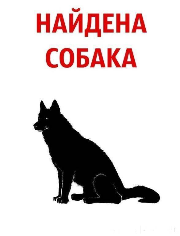 Найдена собака. Айден собака. Найдена собака надпись. Внимание найдена собака.