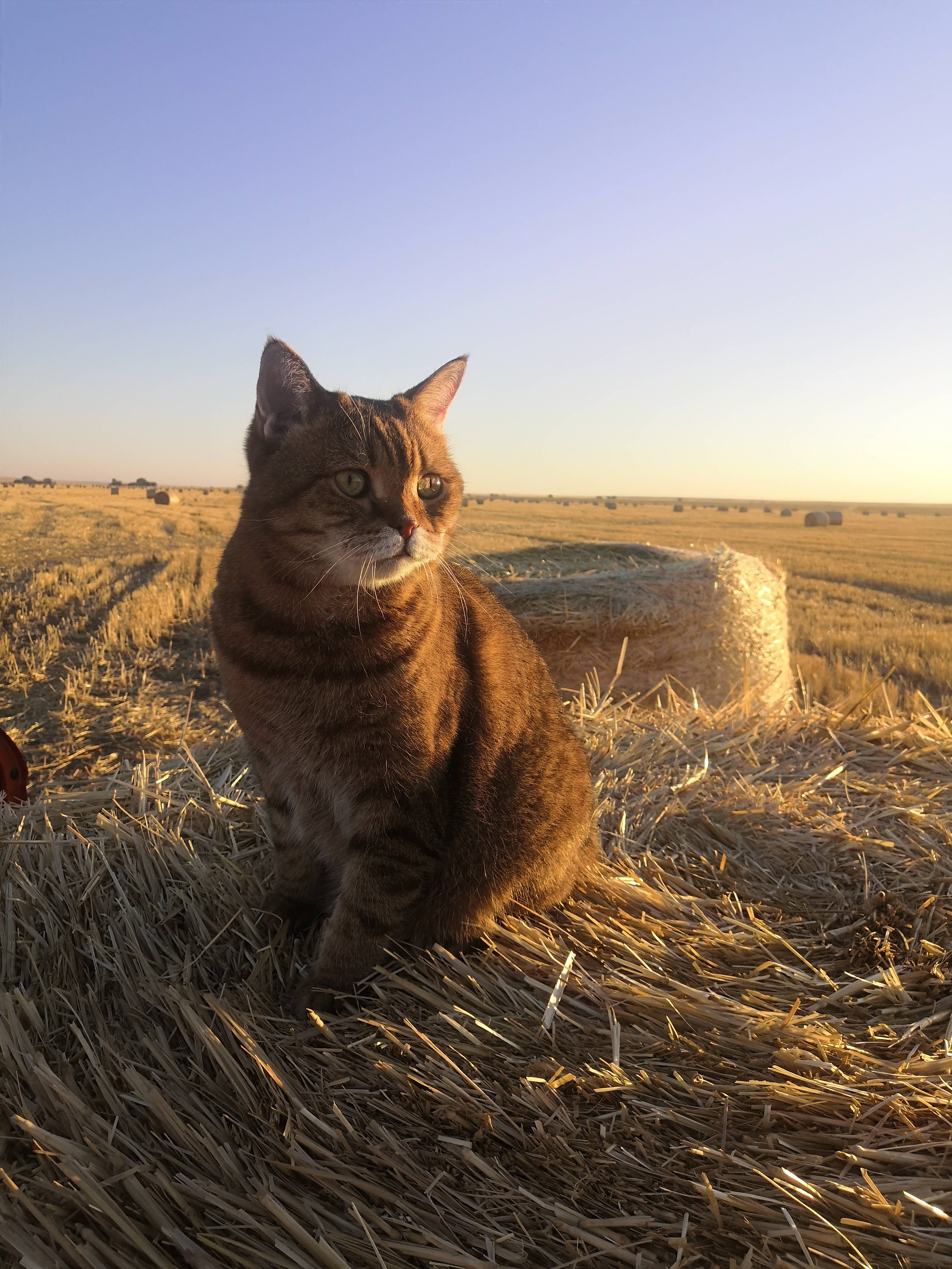 Объявление. Потерялся кот.