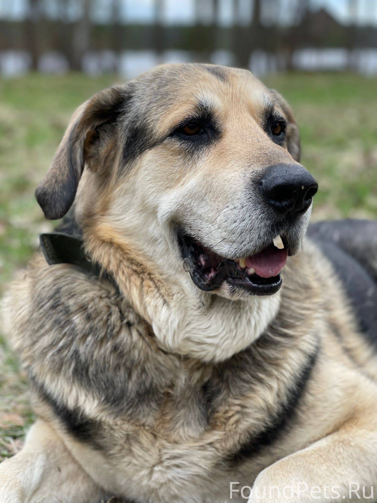 Бездомные собаки. Собаки кимры. Собака в кимрах найти. Пропала собака кимры. Собака ждет хозяина в махачкале.