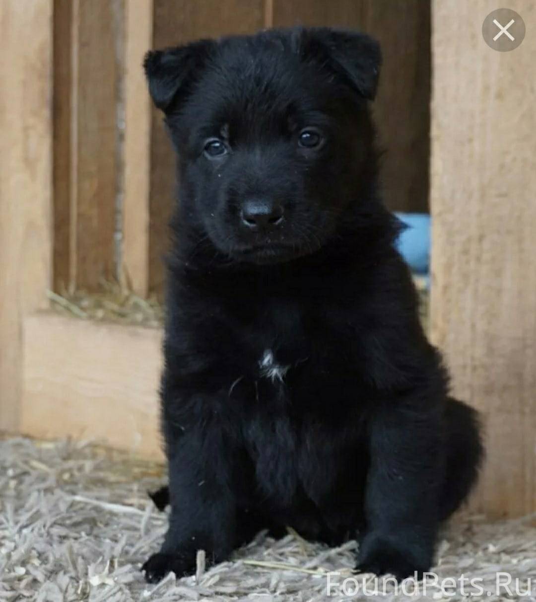 черная немецкая овчарка фото 4 месяца