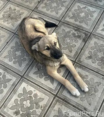 Пропала собака по кличке Даго ...