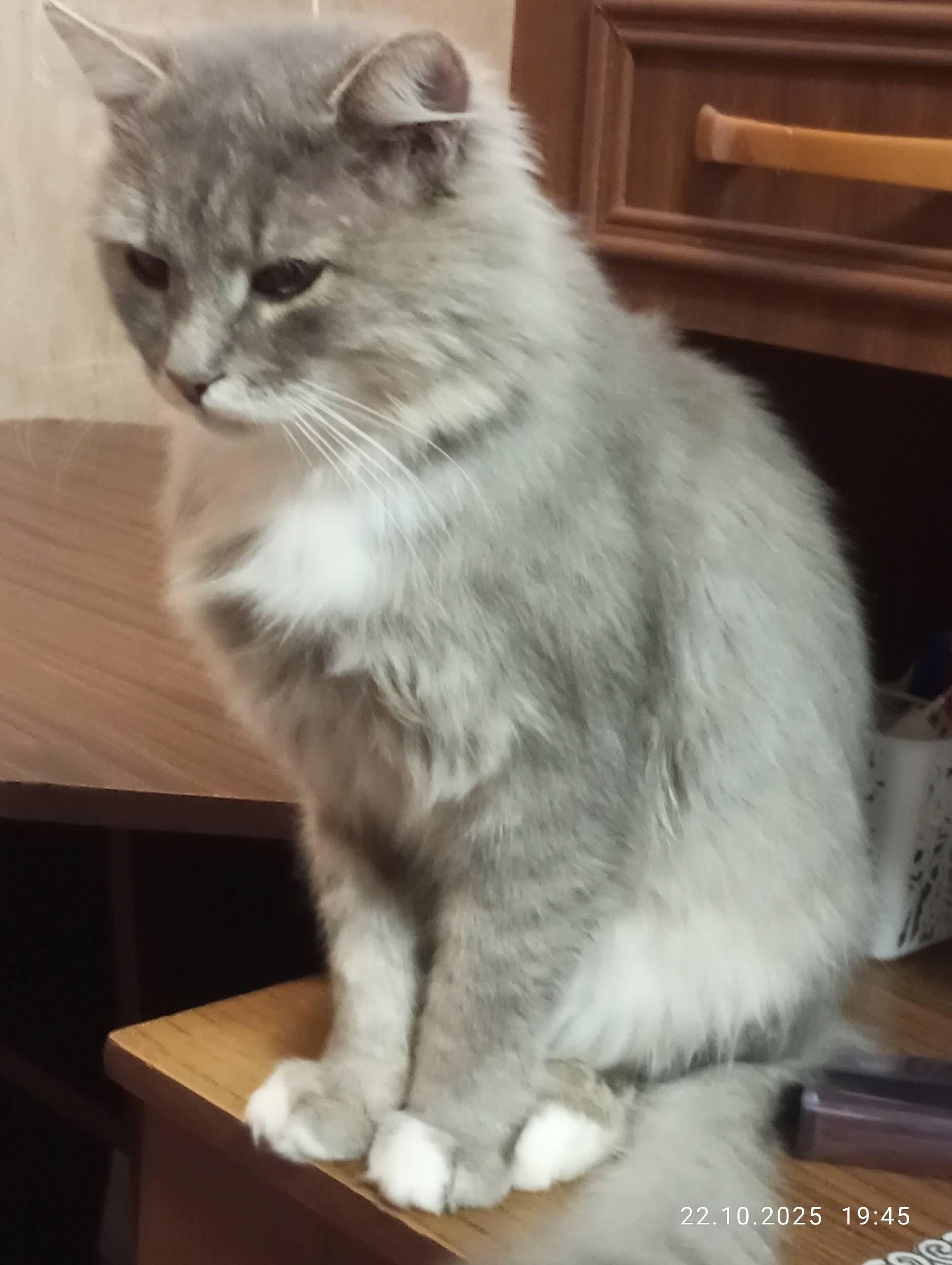 Пропал кот Боня 7ноября.Отвезл...