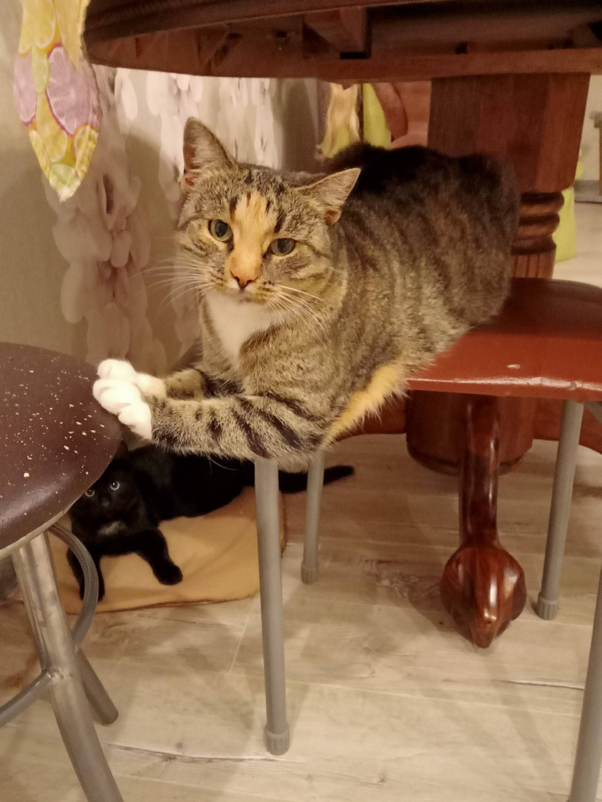 Пропала кошка в д.Рыпушкалицы....