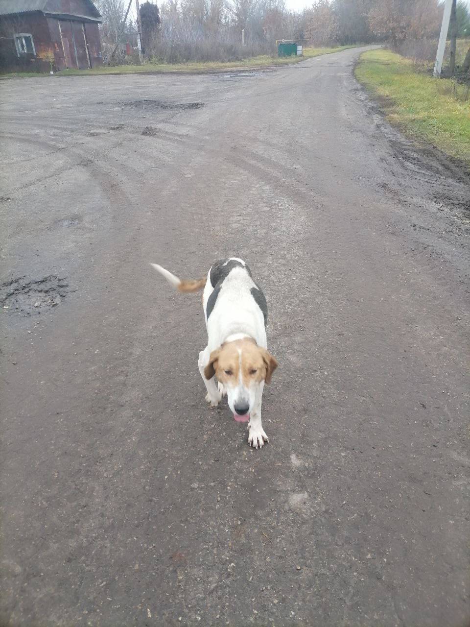 В селе Пичингуши Лукояновского...