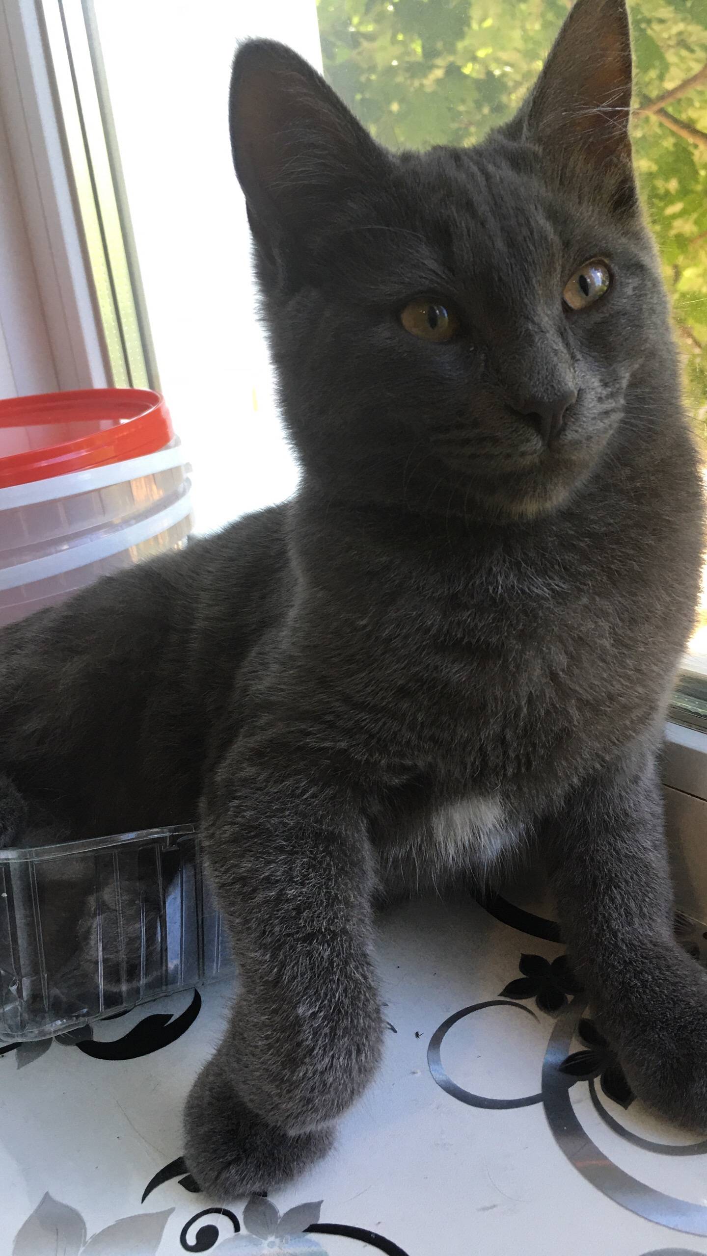 Пропал кот на улице Купича Есл...