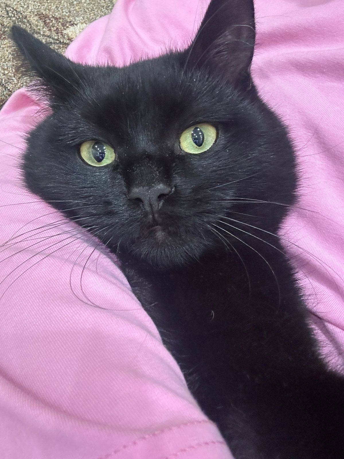 Пропал кот. Кличка Рафик весь ...