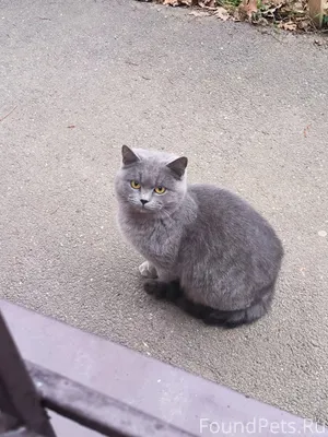 Кошка породистая британская на...