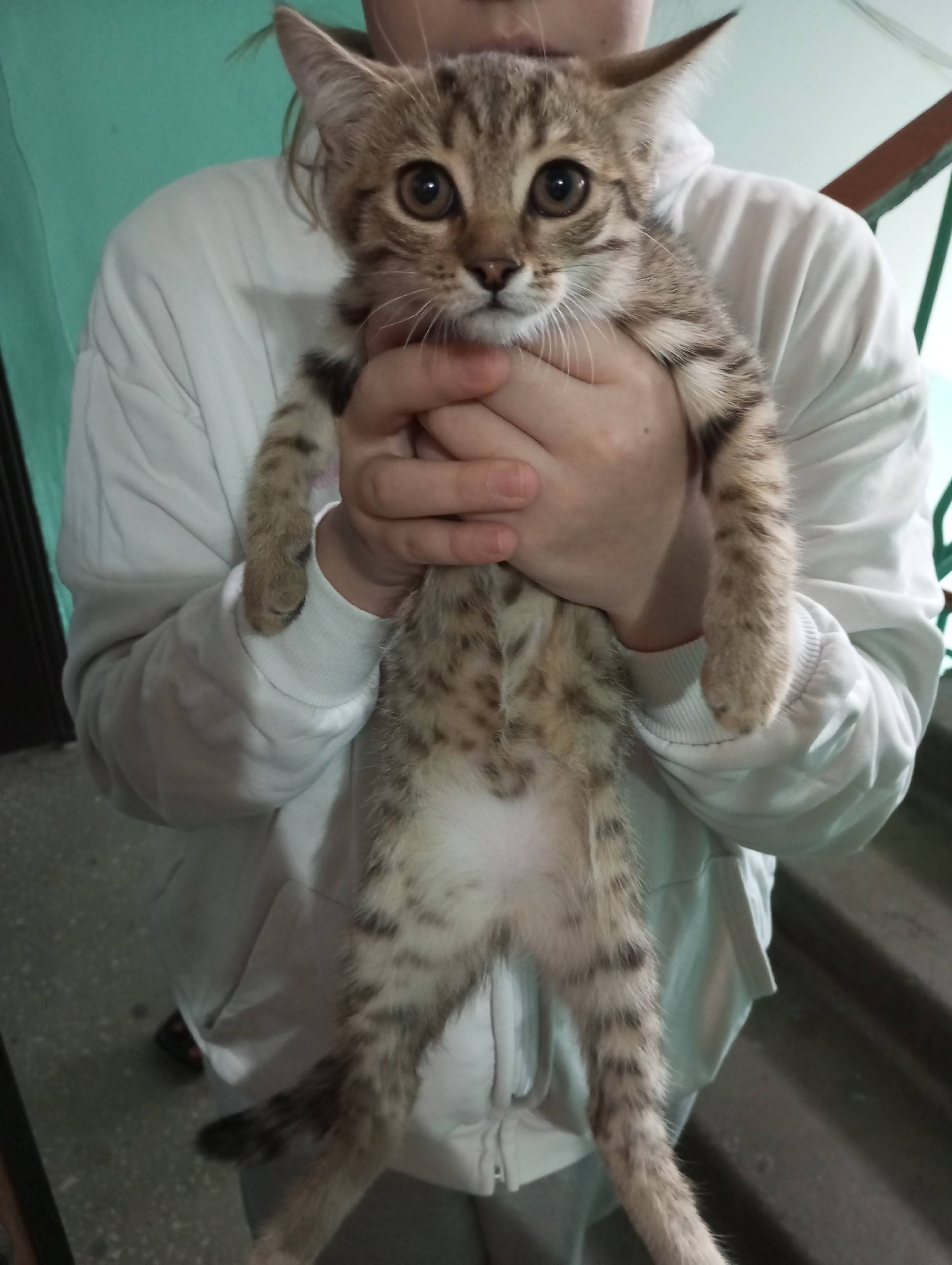 В районе Джаз Молла, найден ко...