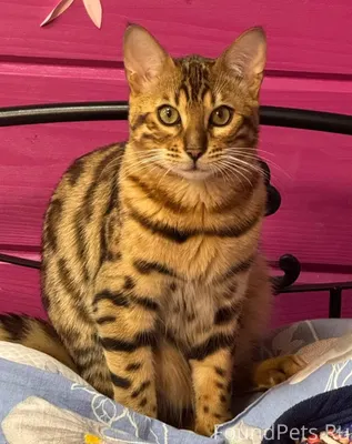 Помогите найти кота! Пропал до...