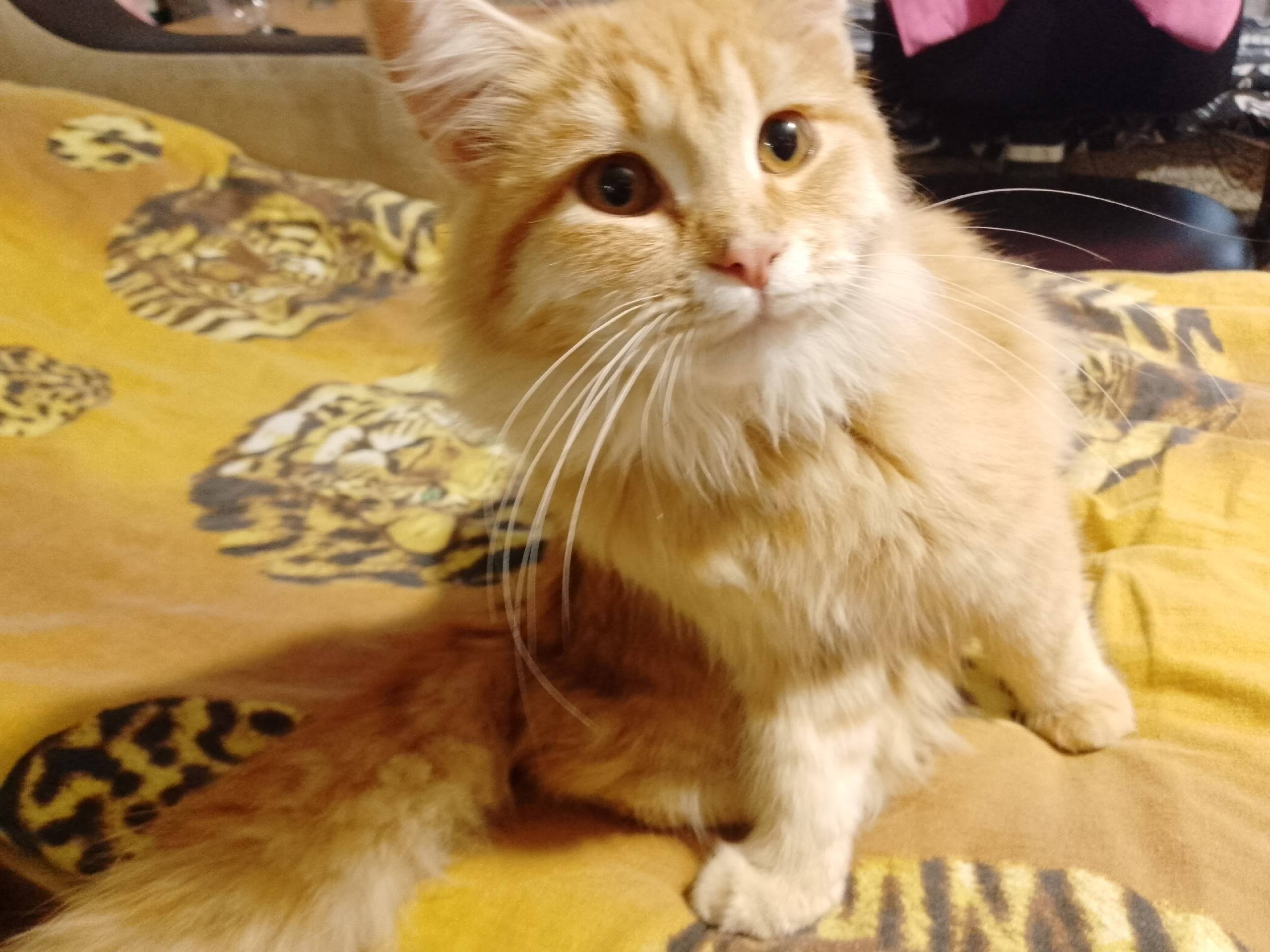 Чей потеряшка ??кот у нас с...