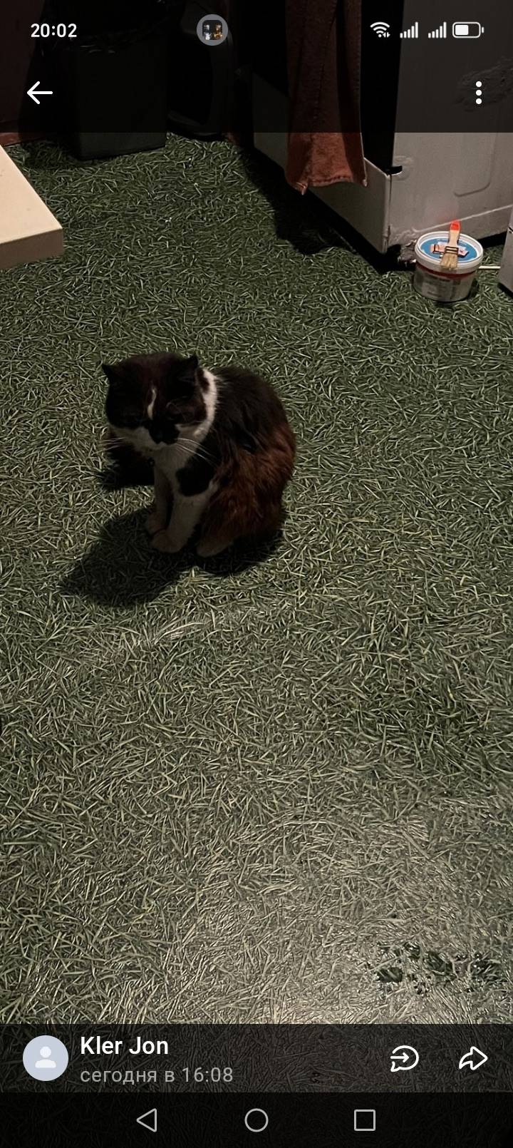 Чапаевск, помогите найти котик...