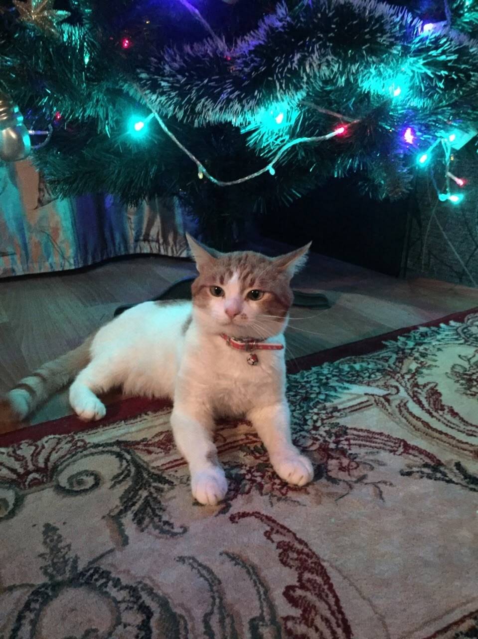 Пропал кот ,может кто видел гд...