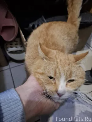 Найден кот рыжего цвета по ули...