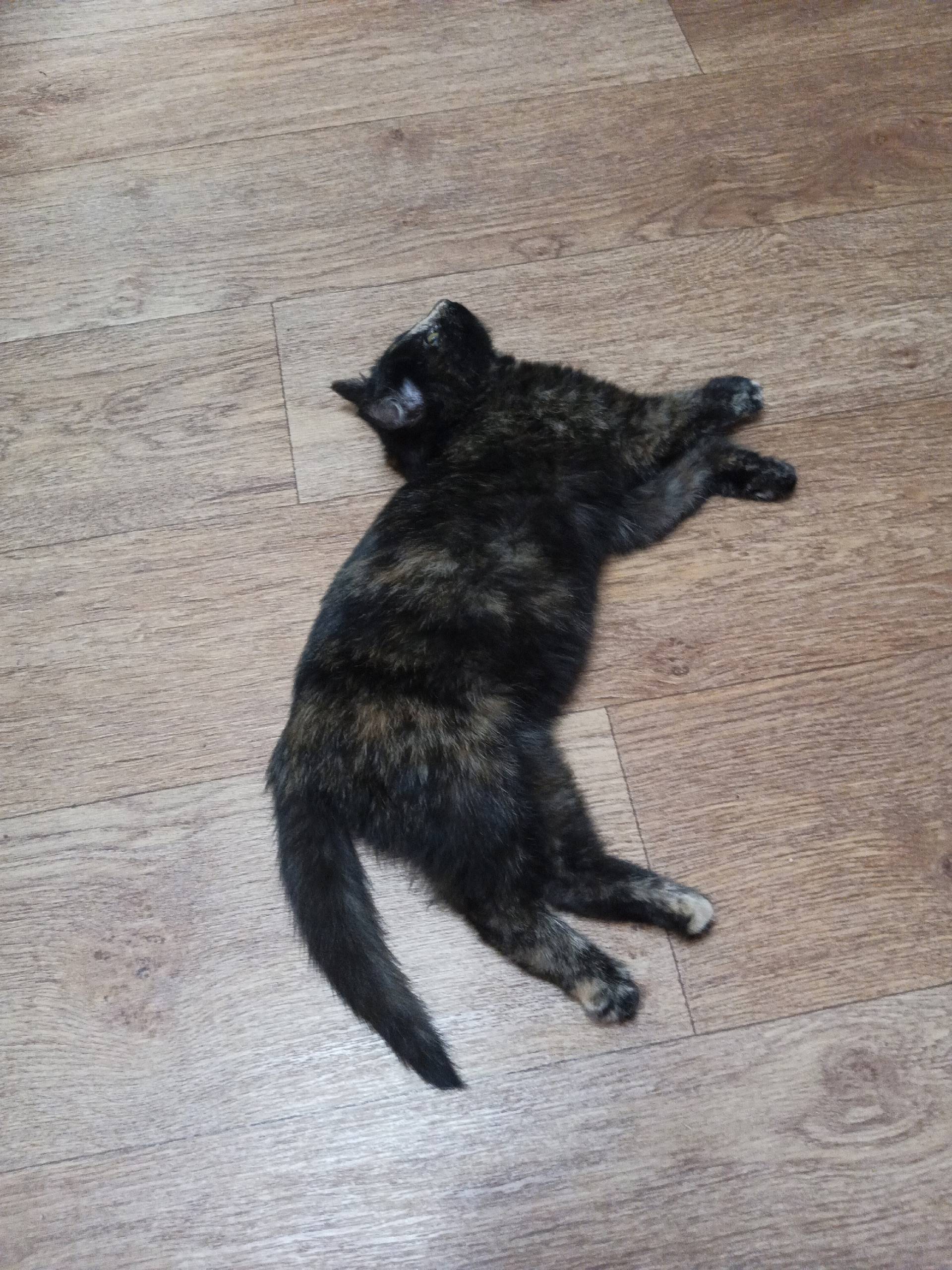 На советской найден котёнок, д...