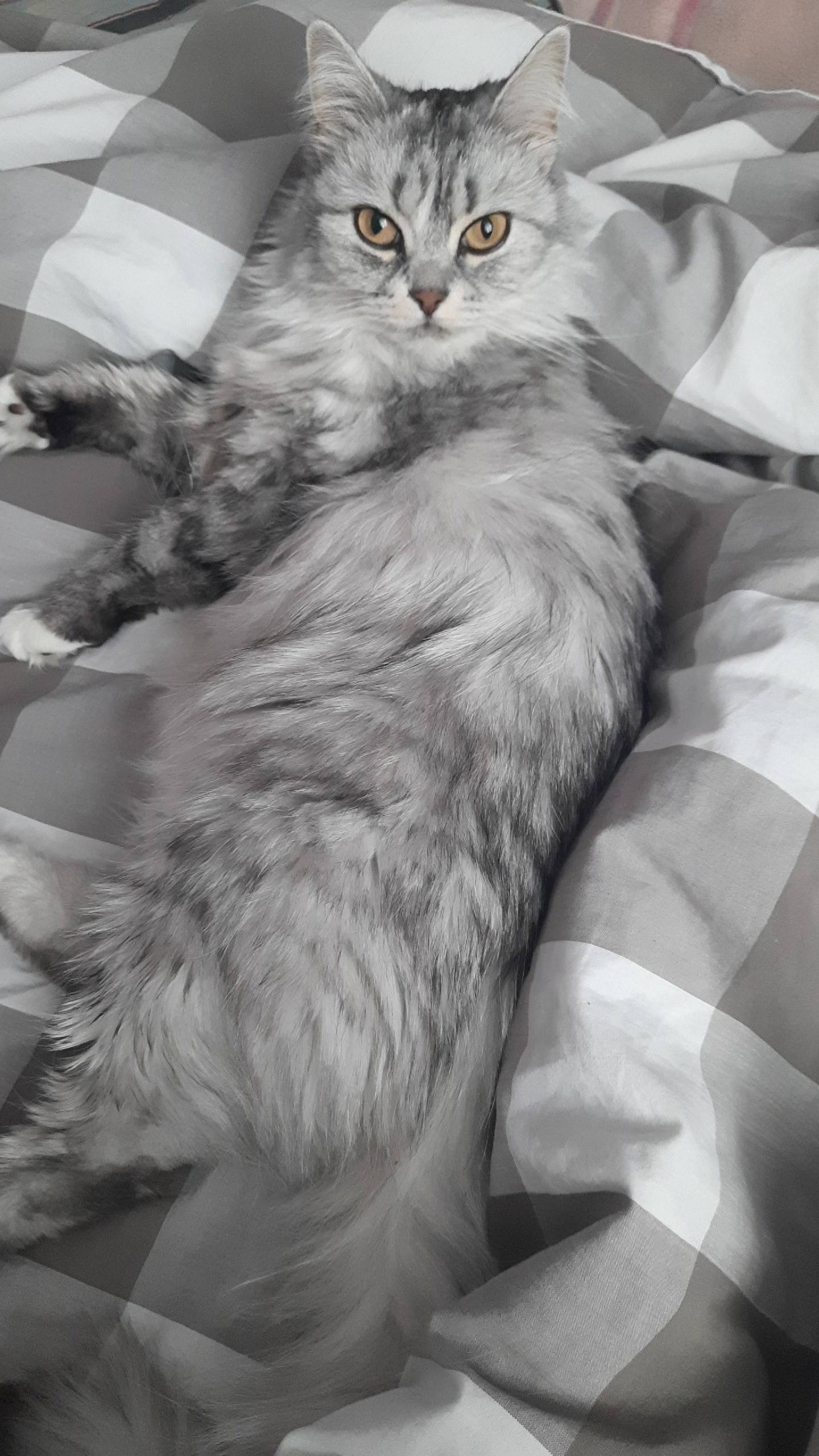 В китайской стене пропала кошк...