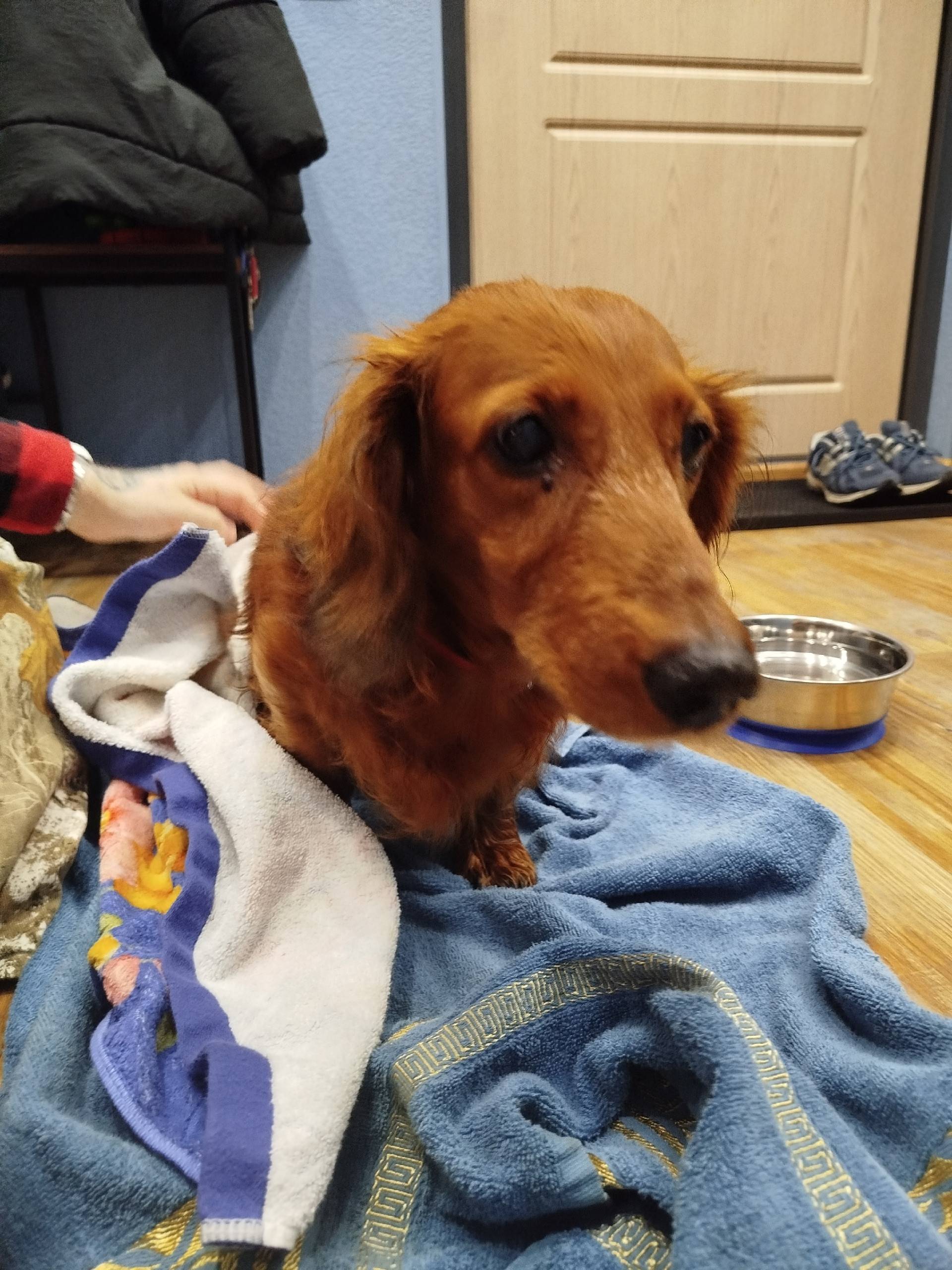 Аэродром. Найдена собака, такс...