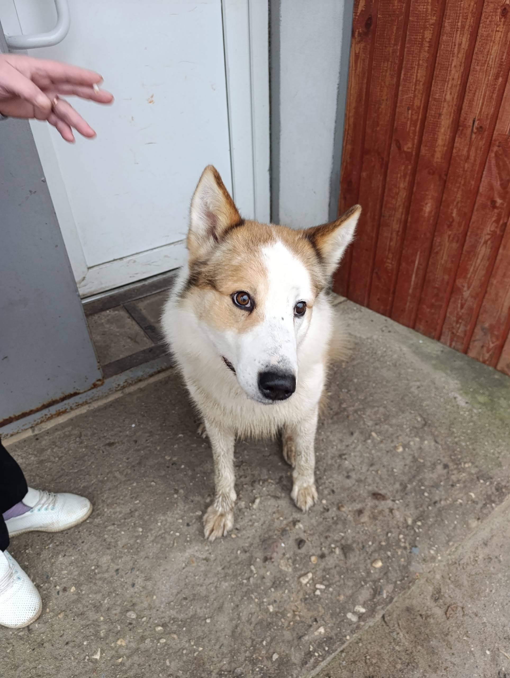 Кто друга потерял!? Хозяин отз...