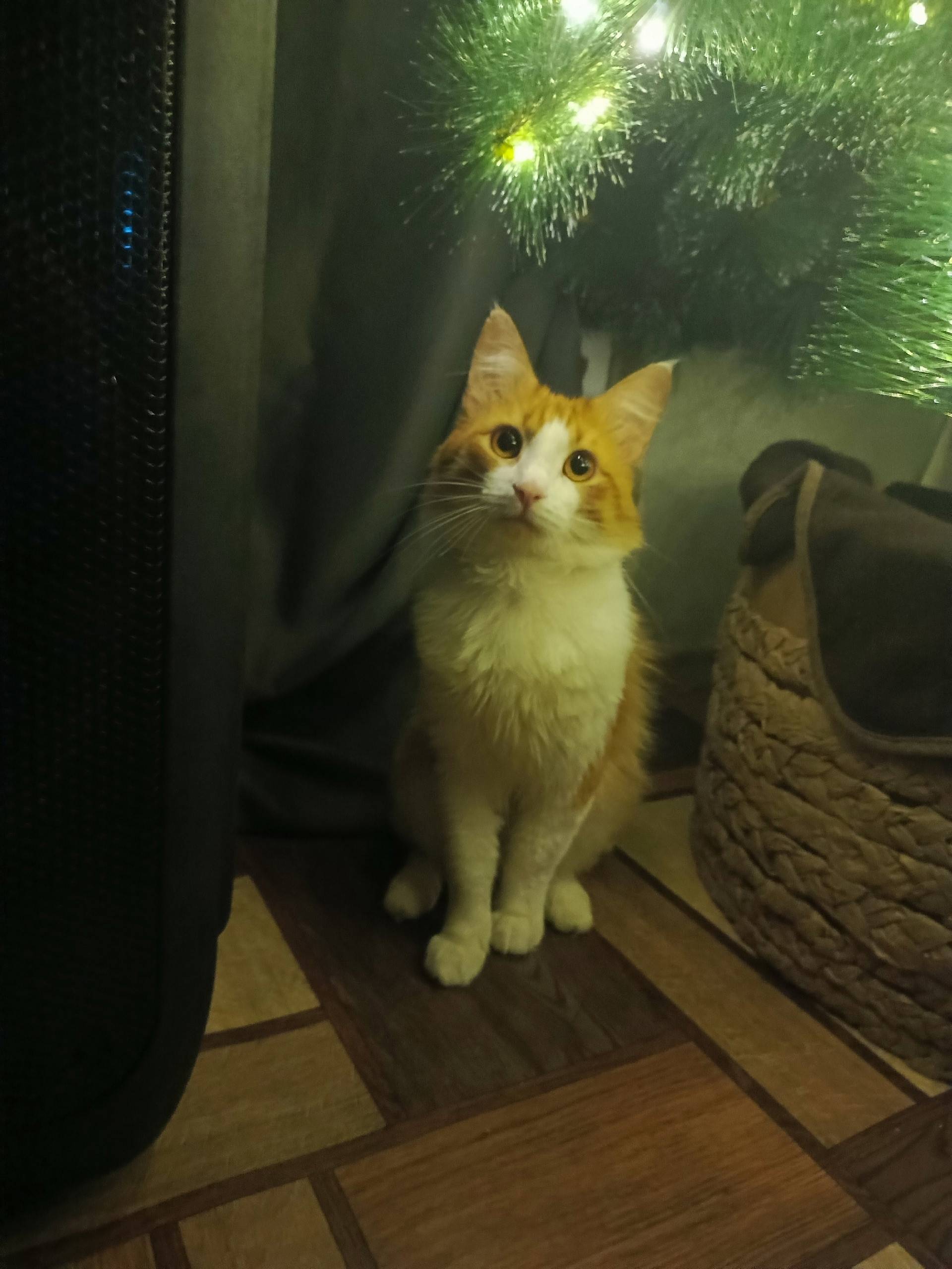 🚨ПРОПАЛ КОТ🚨 11 ноября Студенч...