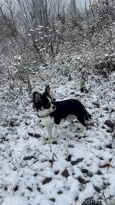 Добрый день,потерялась собака!...