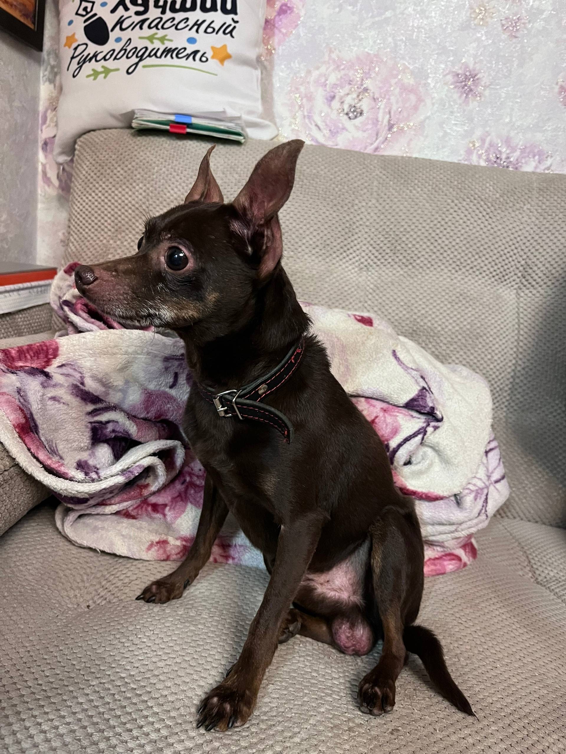 НАЙДЕНА СОБАКА!!! ===-===-===-...