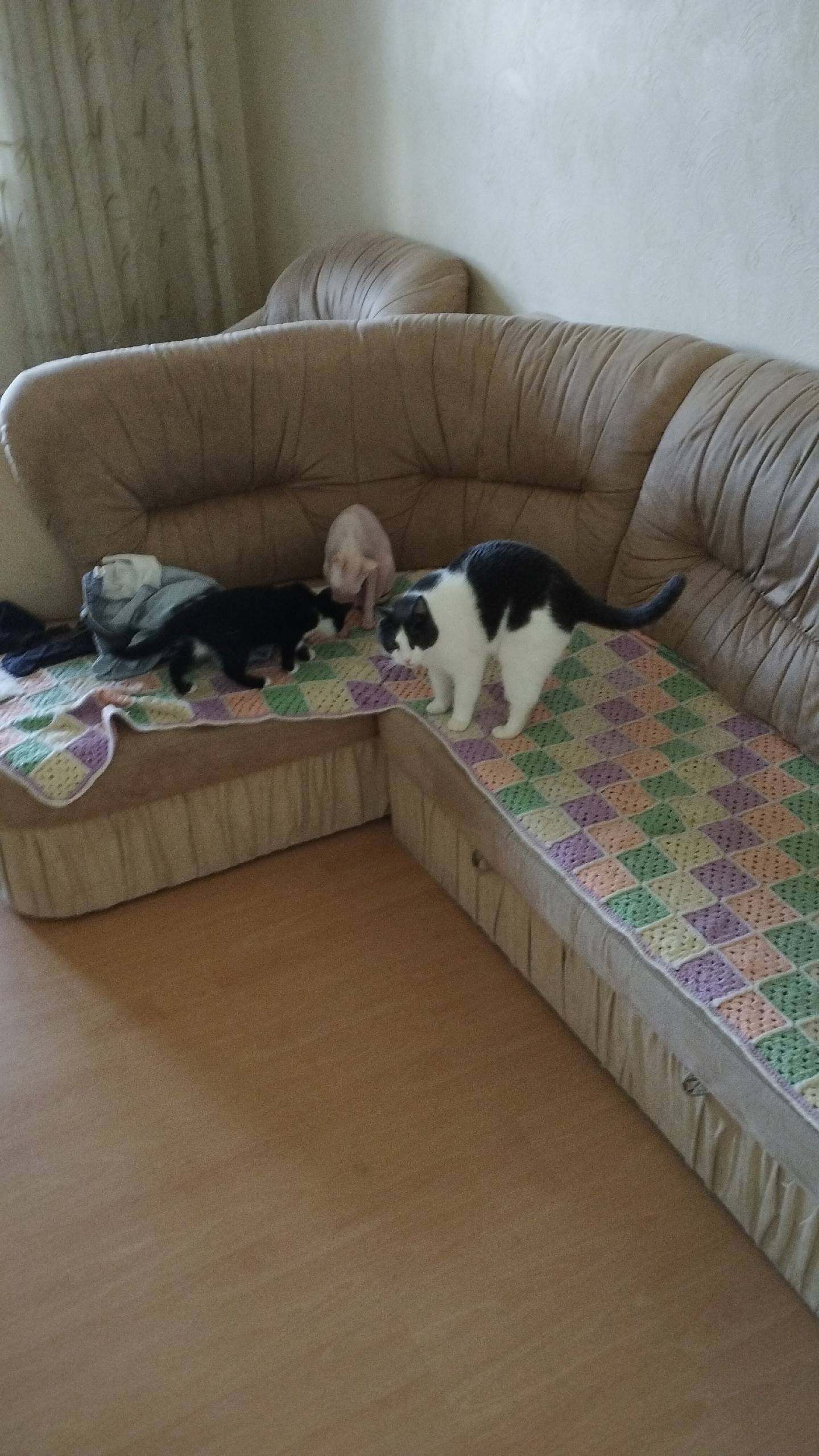 Пропал кот ( чёрно-белый) в 20...