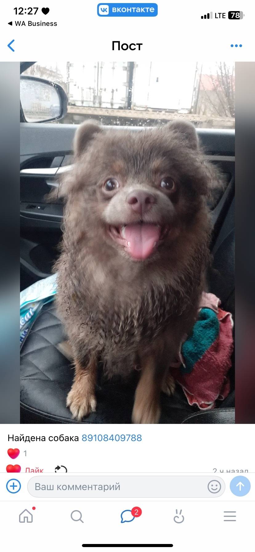 Найдена собака , кто хозяин пи...