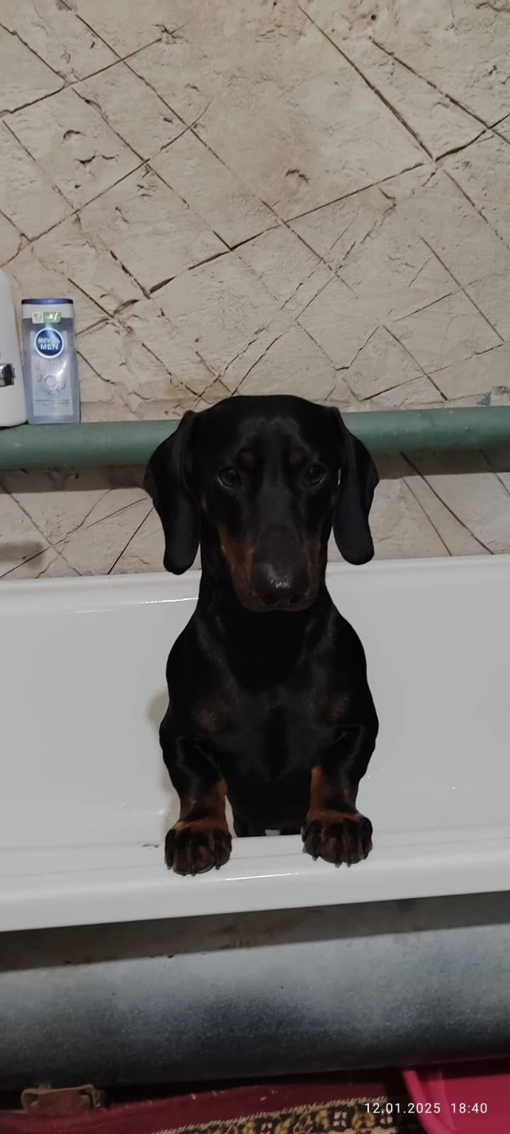 🆘🆘🆘 09.11.2025г пропала собака...