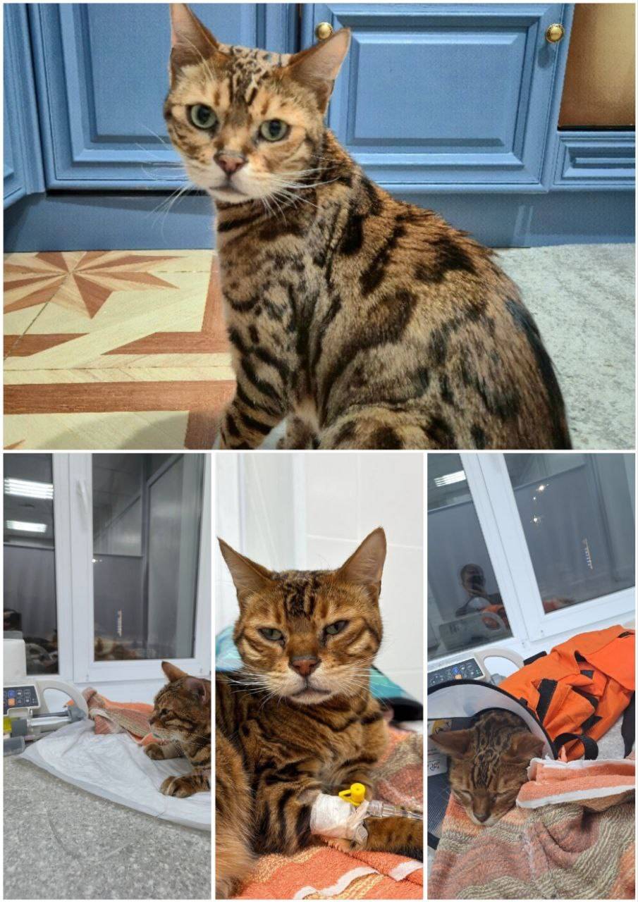 Дорогие соседи, в подвале наше...