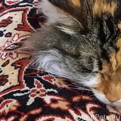 Здравствуйте! Просим помощи жи...