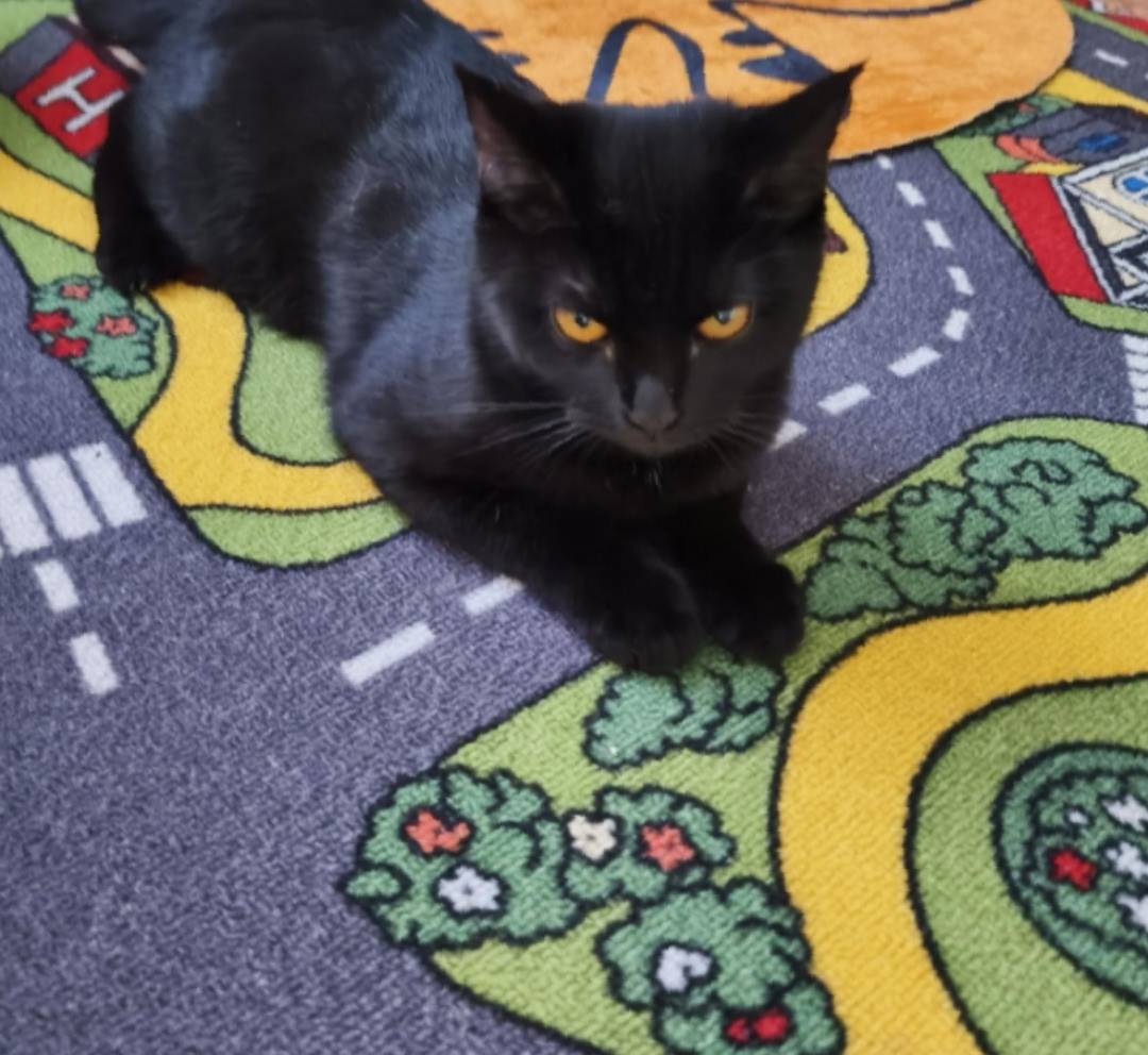 Пропала кошка Багира по адресу...