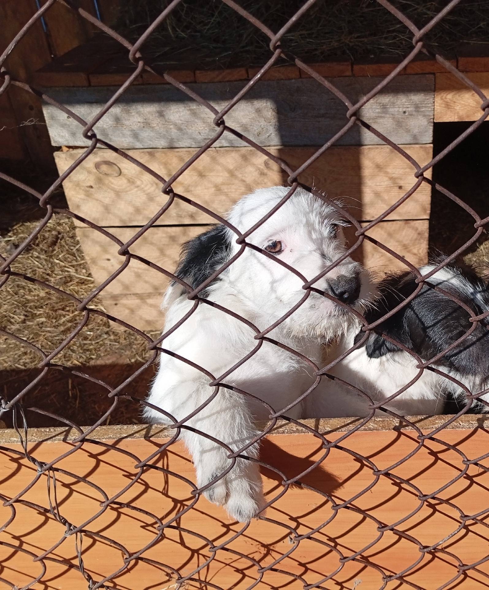 ❗🐶❗🐶❗ Вчера вечером пропала со...