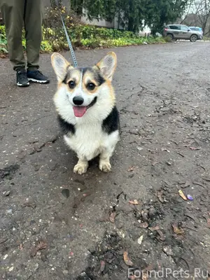 Найдена собака, на перекрестке...