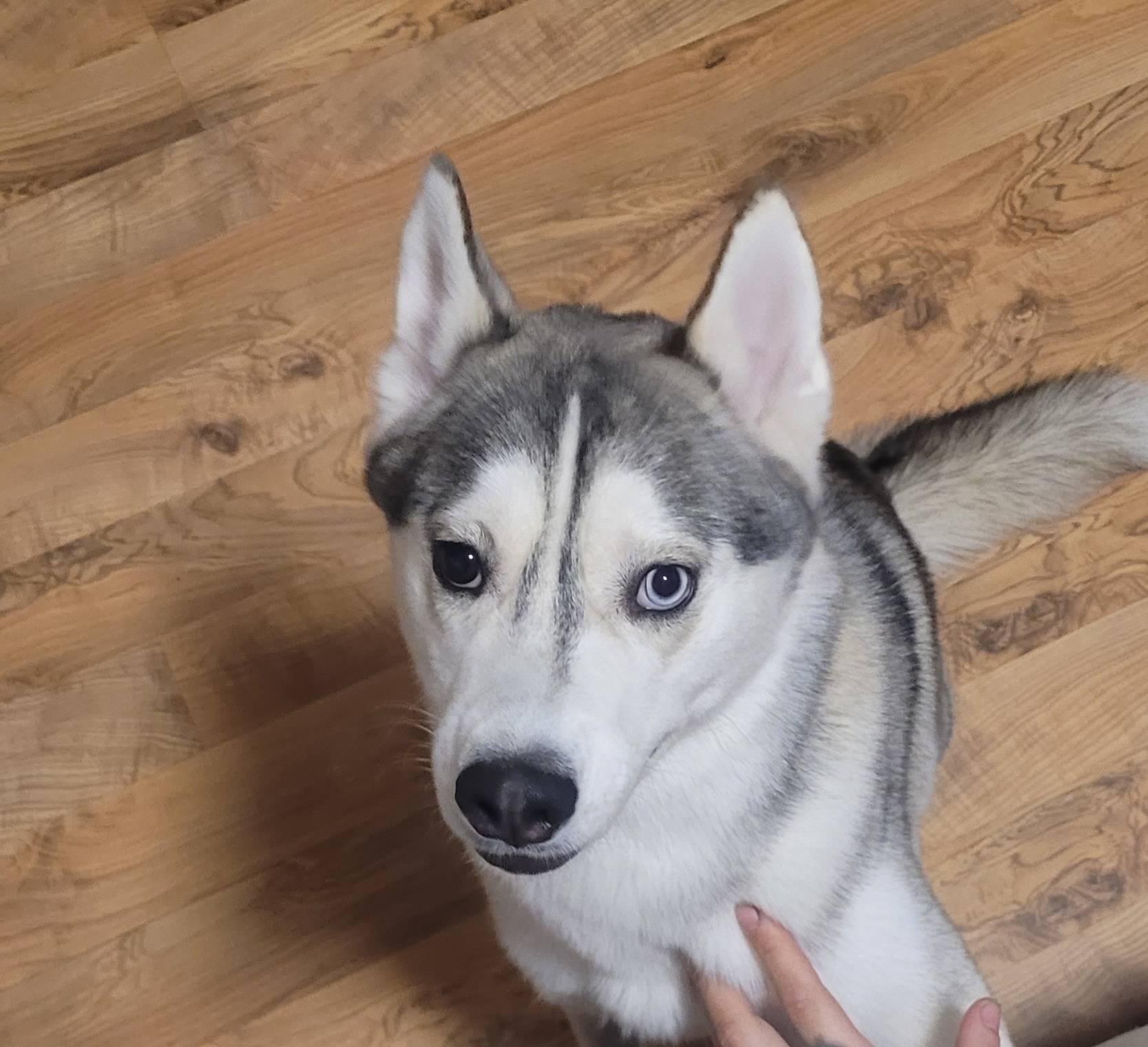 Пропал пес ( хаски ) с черным ...