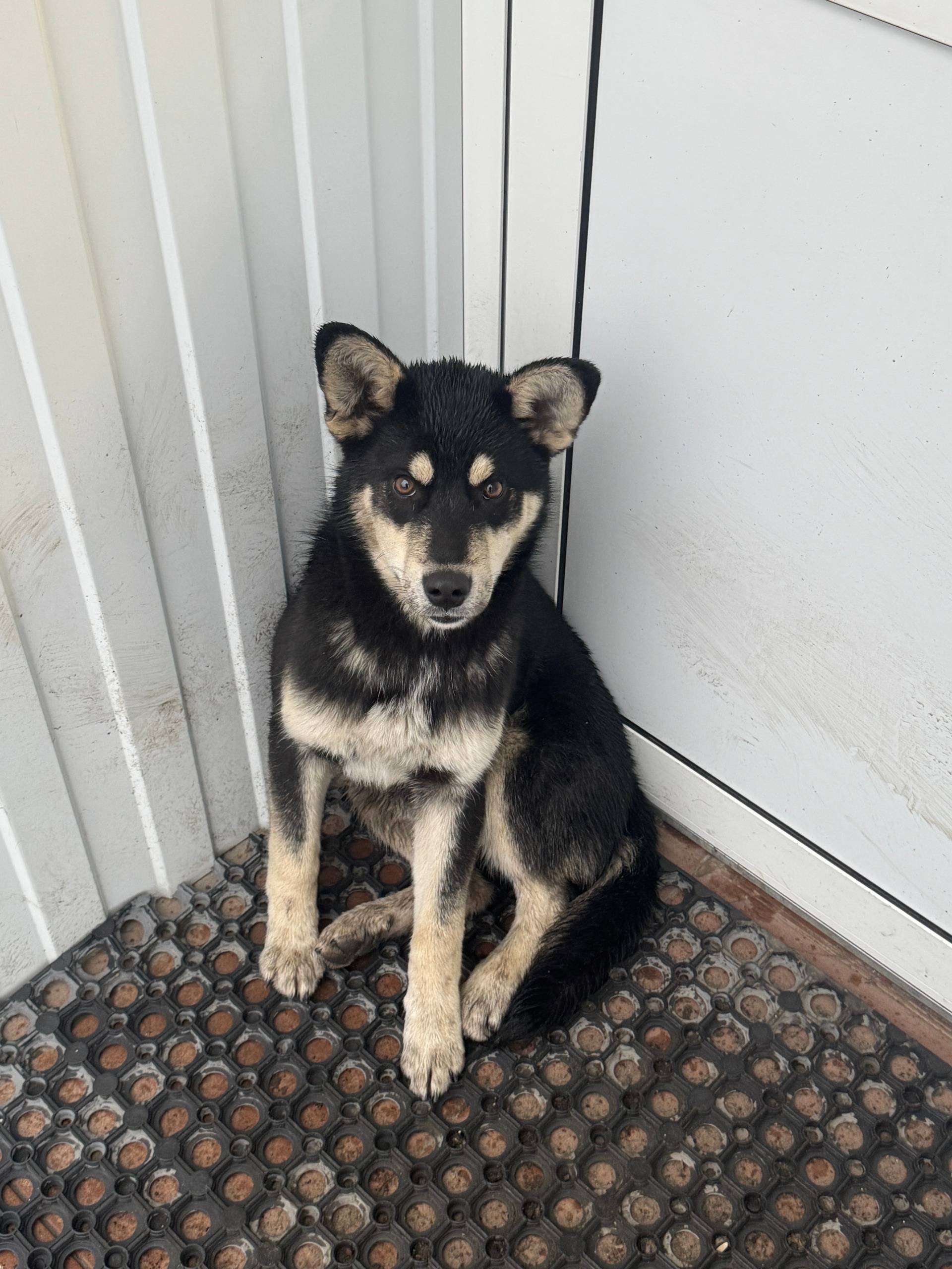 🆘В городе появился вот такой х...