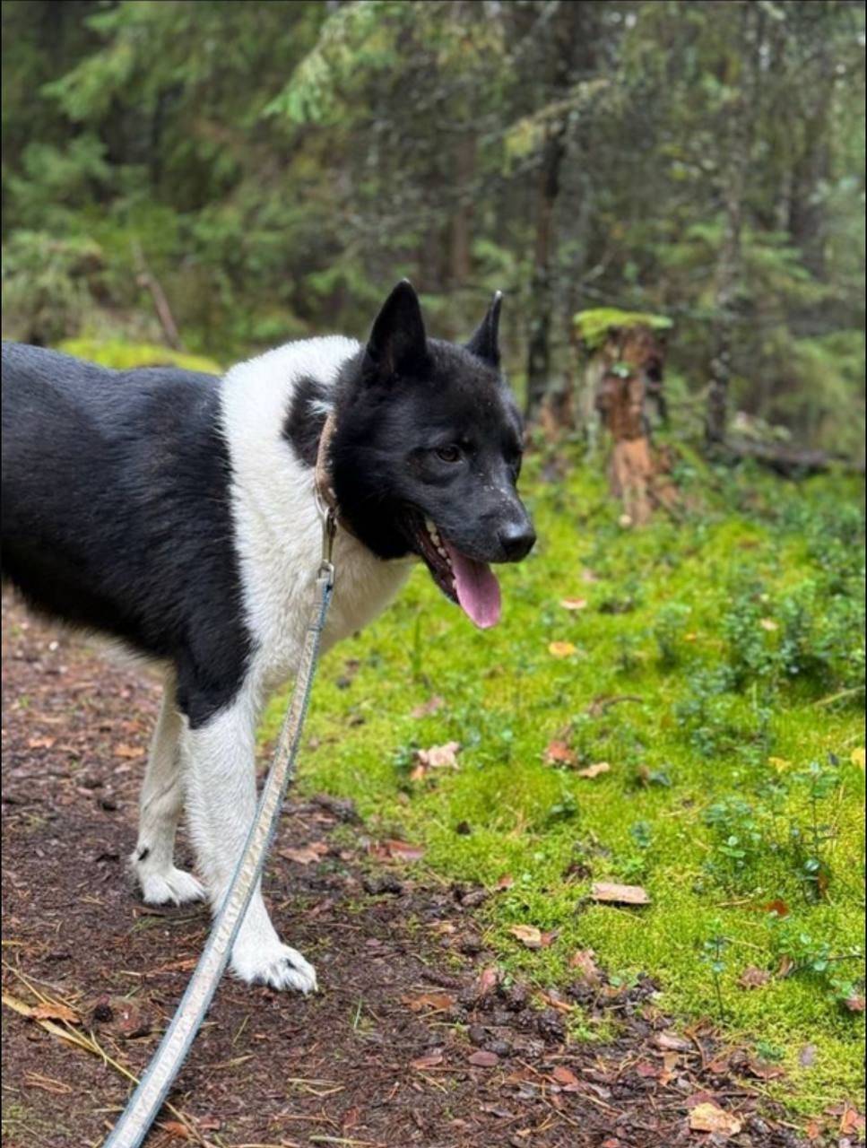Потерялся пес по кличке Лайк, ...