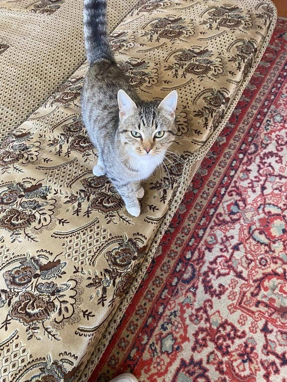 Пропал кот , откликается на кл...