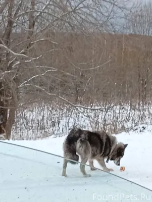 Между Кормовище и Крутым Логом...