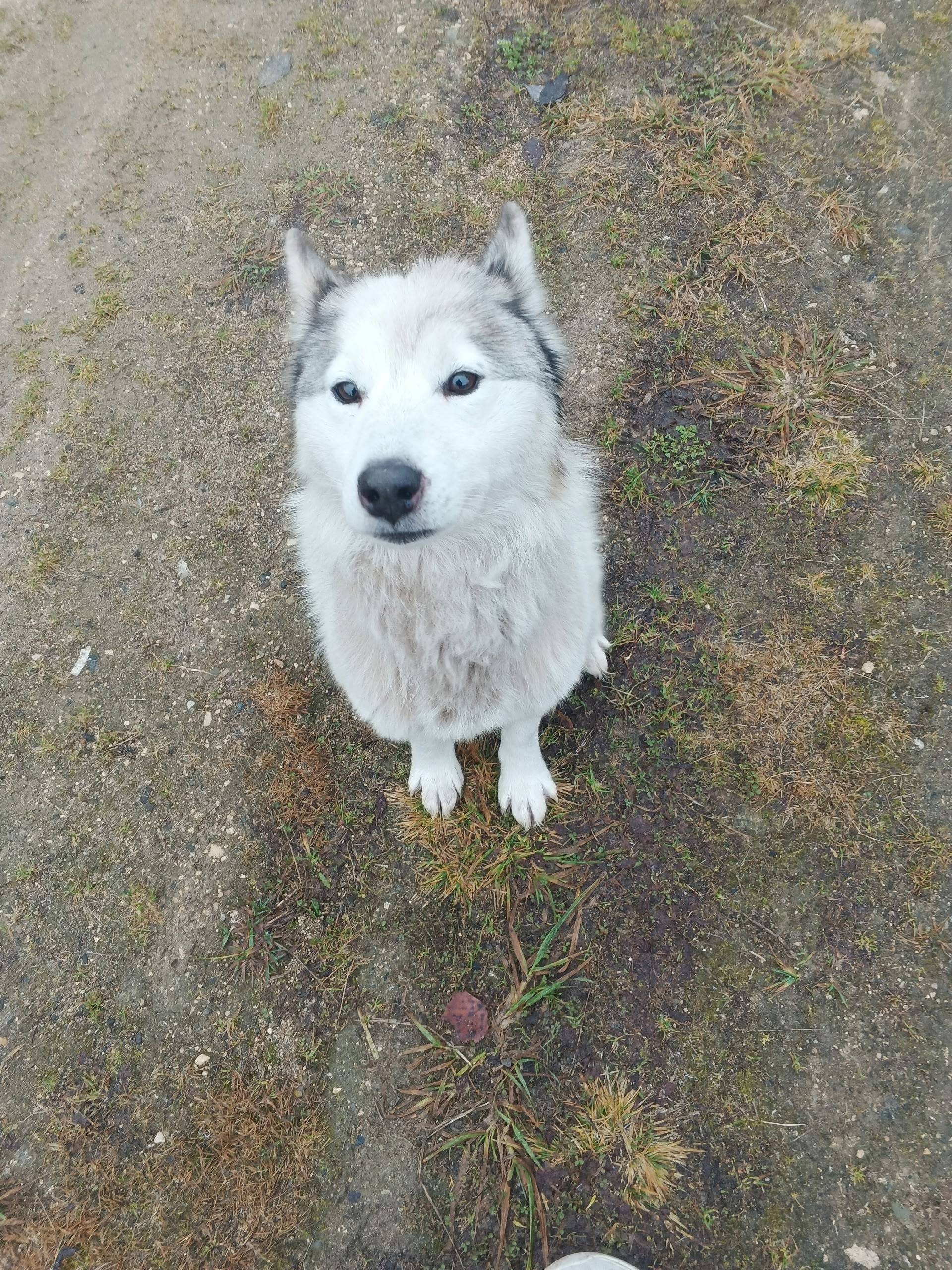 СРОЧНО! НУЖНА ПОМОЩЬ! В д. Зуе...