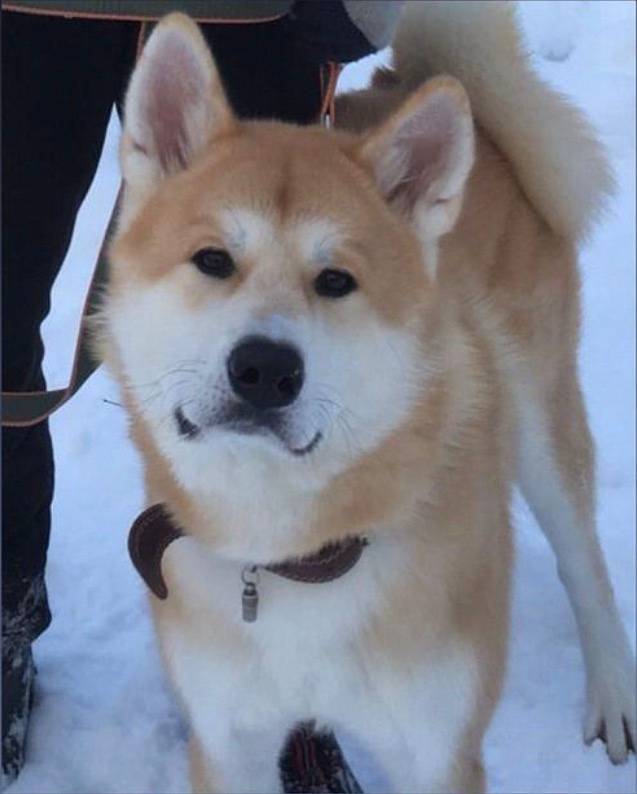 ❗️ПРОПАЛА СОБАКА❗️ Помогите на...