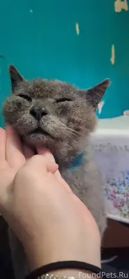 Найдена чья-то потеряшка, серы...