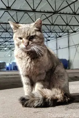 Найдена кошка Химки Малый прое...
